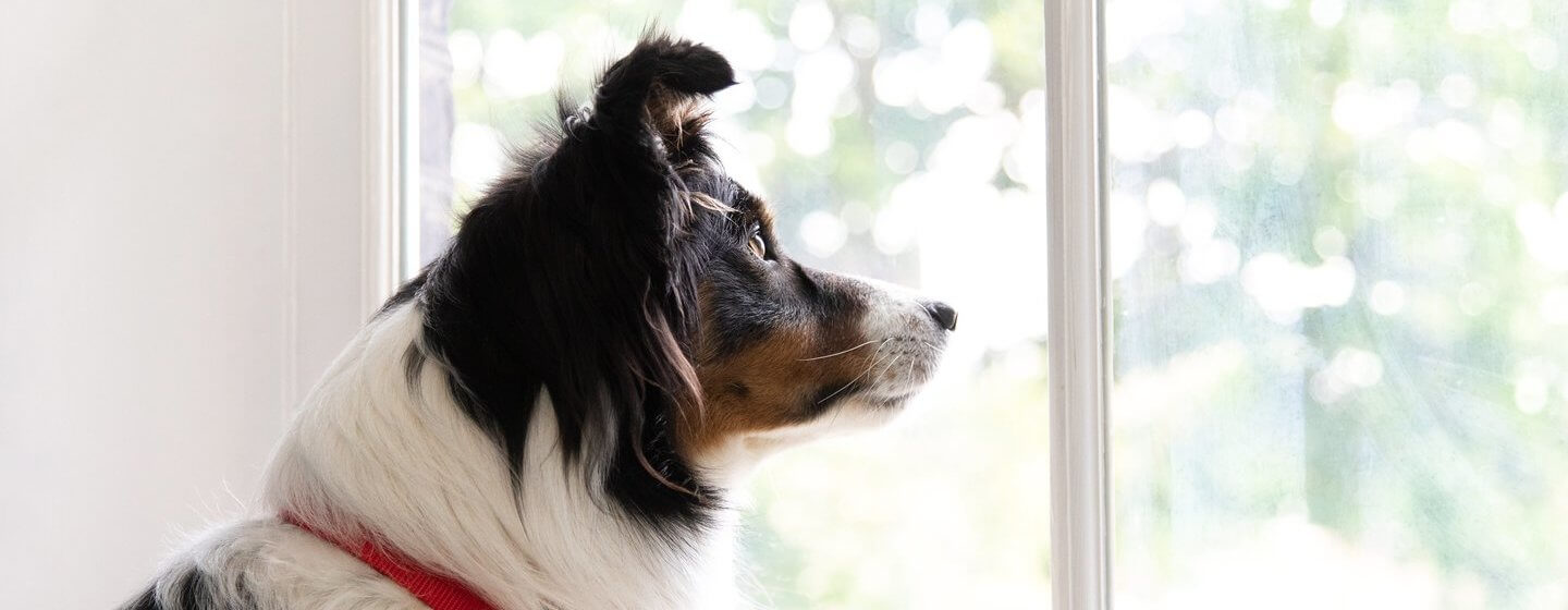 How to train a dog store not to howl when left alone